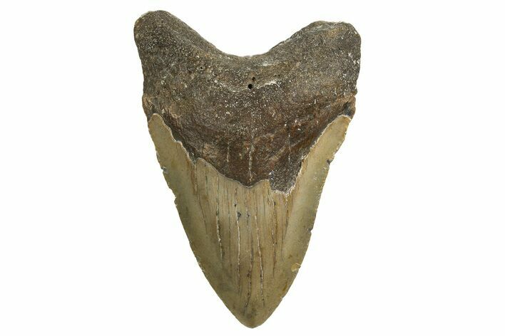 Serrated, Fossil Megalodon Tooth - North Carolina #338546